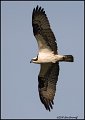 _0SB8301 osprey in flight